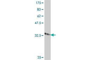 Western Blot detection against Immunogen (34. (IMMP2L antibody  (AA 31-102))