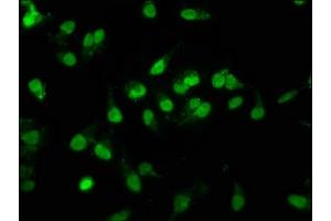 Immunofluorescence (IF) image for anti-RNA-binding protein Raly (RALY) (AA 254-306) antibody (ABIN7168396)
