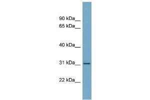 WB Suggested Anti-FGL1 Antibody Titration:  0. (FGL1 antibody  (Middle Region))