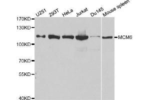 Western blot analysis of extracts of various cell lines, using MCM6 antibody. (MCM6 antibody  (AA 562-821))