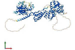 AlphaFold protein structure predicition of Mouse Recombinant Rhobtb2 Protein, UniprotID Q91V93 (RHOBTB2 Protein (AA 1-728) (His tag))