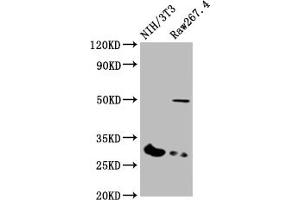 Western Blotting (WB) image for anti-Major Histocompatibility Complex, Class II, DQ beta 1 (HLA-DQB1) (AA 128-175) antibody (ABIN7155597)
