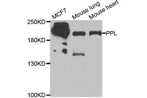 Western blot analysis of extracts of various cell lines, using PPL antibody. (PPL antibody)