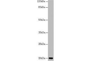 Western blot All lanes: CETN3 antibody at 1. (CETN3 antibody  (AA 1-167))