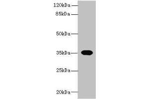 Western blot All lanes: OR2H1 antibody at 0. (OR2H1 antibody  (AA 157-193))