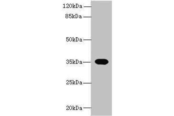 OR2H1 antibody  (AA 157-193)