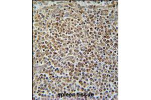 PAX7 Antibody immunohistochemistry analysis in formalin fixed and paraffin embedded human spleen tissue followed by peroxidase conjugation of the secondary antibody and DAB staining. (PAX7 antibody  (C-Term))