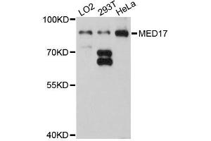 Western blot analysis of extracts of various cell lines, using MED17 antibody (ABIN5996192) at 1:3000 dilution.