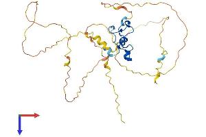 ZFP36L1 Protein (AA 1-338) (His tag)