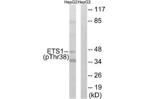 Western Blotting (WB) image for anti-V-Ets erythroblastosis Virus E26 Oncogene Homolog 1 (Avian) (ETS1) (pThr38) antibody (ABIN1847275) (ETS1 antibody  (pThr38))