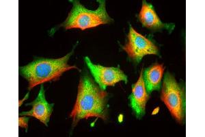 Rat 3T3 cells stained with ABIN1580416 (green) and counterstained with ’s chicken polyclonal antibody to vimentin CPCA-Vim (red) and DNA (blue). (ENO1 antibody)