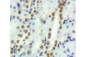 Used in DAB staining on fromalin fixed paraffin-embedded Kidney tissue (GATA2 antibody  (AA 117-338))