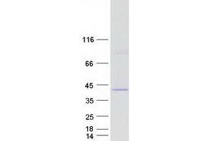 Validation with Western Blot