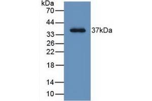 Western Blot; Sample: Recombinant LRG1, Human. (LRG1 antibody  (AA 37-340))
