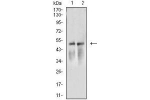 Western blot analysis using ACTR3 mouse mAb against NIH/3T3 (1) and A549 (2) cell lysate. (ACTR3 antibody  (AA 287-418))