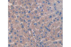 IHC-P analysis of Mouse Tissue, with DAB staining. (Aggrecan antibody  (AA 34-147))