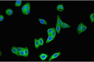 Immunofluorescent analysis of HepG2 cells using ABIN7166309 at dilution of 1:100 and Alexa Fluor 488-congugated AffiniPure Goat Anti-Rabbit IgG(H+L)