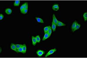 Immunofluorescent analysis of HepG2 cells using ABIN7166309 at dilution of 1:100 and Alexa Fluor 488-congugated AffiniPure Goat Anti-Rabbit IgG(H+L) (WNT7A antibody  (AA 126-302))