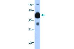 Western Blot analysis of transfected 293T cell lysate with FICD polyclonal antibody  at 0. (FICD antibody  (C-Term))