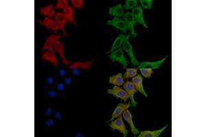 ABIN6260744 and ABIN6272626 staining HepG2 cells by IF/ICC.
