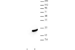 Histone H3S10ph antibody (mAb) (Clone 6G8B7) tested by Western blot. (Histone 3 antibody  (pSer10))