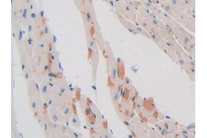 IHC-P analysis of Mouse Heart Tissue, with DAB staining. (SHBG antibody  (AA 53-214))