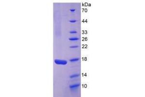 SDS-PAGE analysis of Rabbit Interleukin 17 Protein. (IL-17 Protein)