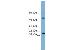 WB Suggested Anti-INSL5 Antibody Titration: 0. (INSL5 antibody  (Middle Region))