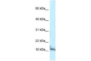 Western Blot showing Pcbd1 antibody used at a concentration of 1. (PCBD1 antibody  (C-Term))