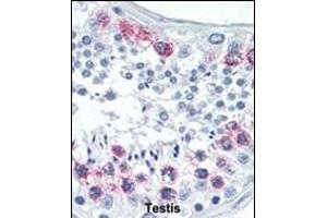 Formalin-fixed and paraffin-embedded human Testis tissue reacted with EZH2 Antibody (Center) (ABIN6244310 and ABIN6578917) , which was peroxidase-conjugated to the secondary antibody, followed by AEC staining. (EZH2 antibody  (AA 410-440))