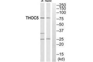 Western blot analysis of extracts from JK cells and HepG2 cells, using THOC5 antiobdy.