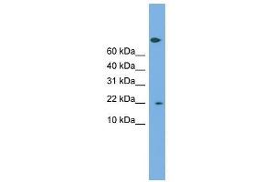 PTGES3 antibody used at 0. (PTGES3 antibody  (Middle Region))
