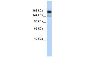 WB Suggested Anti-XRN1 Antibody Titration:  0. (XRN1 antibody  (Middle Region))