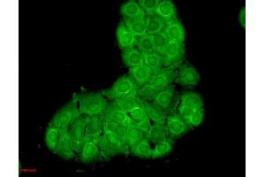 Immunocytochemistry/Immunofluorescence analysis using Mouse Anti-Hsc70 Monoclonal Antibody, Clone 1F2-H5 (ABIN361800 and ABIN361801). (Hsc70 antibody)