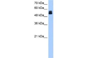 WB Suggested Anti-CRISPLD2 Antibody Titration:  0. (CRISPLD2 antibody  (N-Term))
