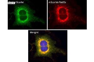 Immunofluorescence (IF) image for anti-mScarlet antibody (ABIN7273089) (mScarlet antibody)
