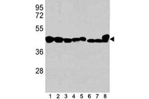 Western blot analysis of b-Actin antibody in 1) K562, 2) HL-60, 3) HeLa cell line, and mouse tissues 4) spleen, 5) liver, 6) mouse NIH3T3 cell lysate, 7) mouse cerebellum and 8) mouse brain tissue lysate (beta Actin antibody)