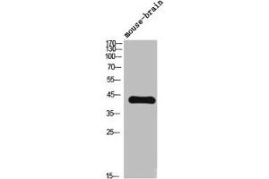 Western Blot analysis of mouse-brain cells using TGFβ2 Polyclonal Antibody (TGFB2 antibody  (C-Term))