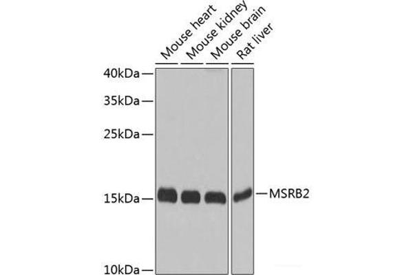 MSRB2 antibody
