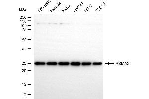 Western blotting analysis using PSMA2 antibody (ABIN7799959).