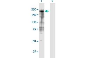 Western Blot analysis of SHROOM3 expression in transfected 293T cell line by SHROOM3 MaxPab polyclonal antibody.