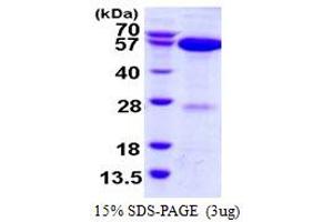SDS-PAGE (SDS) image for NEDD8 Activating Enzyme E1 Subunit 1 (NAE1) (AA 1-534) protein (His tag) (ABIN668001) (NAE1 Protein (AA 1-534) (His tag))