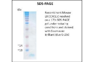 SDS-PAGE (SDS) image for Chemokine (C-X-C Motif) Ligand 5 (CXCL5) (Active) protein (ABIN5509439) (CXCL5 Protein)