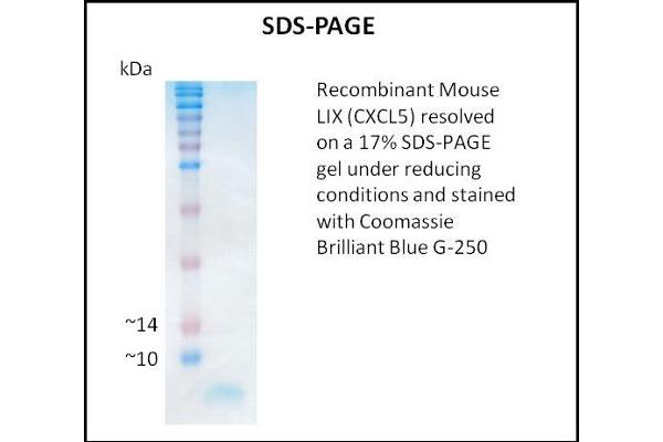 CXCL5 Protein