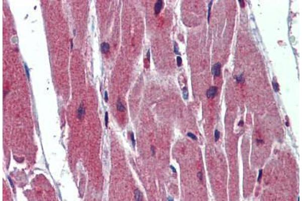 SRSF11 antibody  (AA 398-447)