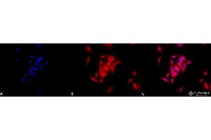 Immunocytochemistry/Immunofluorescence analysis using Rat Anti-GRP94 Monoclonal Antibody, Clone 9G10 . (GRP94 antibody  (FITC))