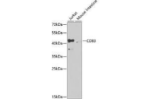 Western blot analysis of extracts of various cell lines, using CD83 antibody (ABIN3022765, ABIN3022766, ABIN3022767 and ABIN6219216) at 1:1000 dilution. (CD83 antibody  (AA 20-144))