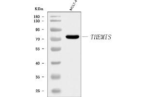 Western blot analysis of THEMIS using anti-THEMIS antibody (ABIN7602405).