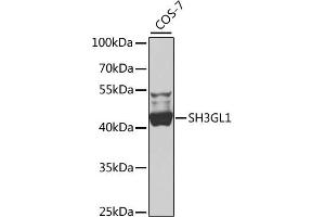 Western blot analysis of extracts of COS-7 cells, using SH3GL1 antibody (ABIN4905151) at 1:1000 dilution. (SH3GL1 antibody)