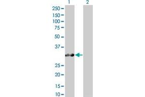 Western Blot analysis of SNURF expression in transfected 293T cell line by SNURF MaxPab polyclonal antibody. (SNURF antibody  (AA 1-240))
